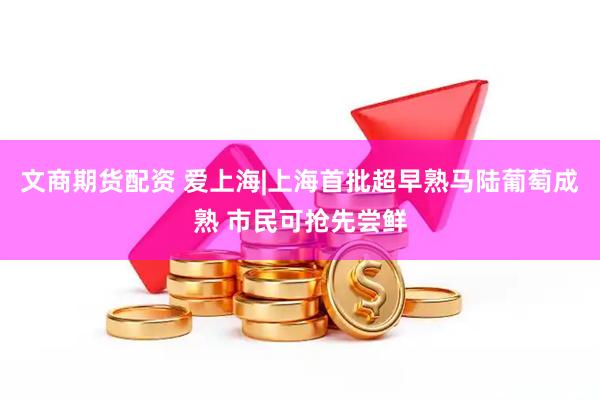 文商期货配资 爱上海|上海首批超早熟马陆葡萄成熟 市民可抢先尝鲜